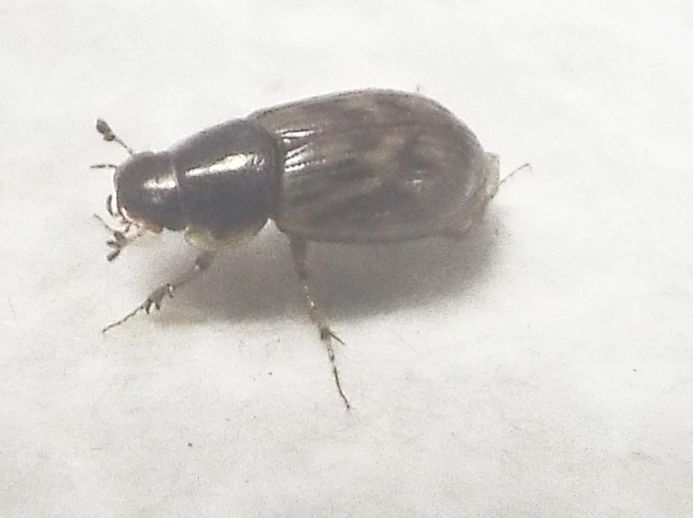 Nimbus johnsoni  (Aphodiidae)